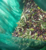 Reti per olive